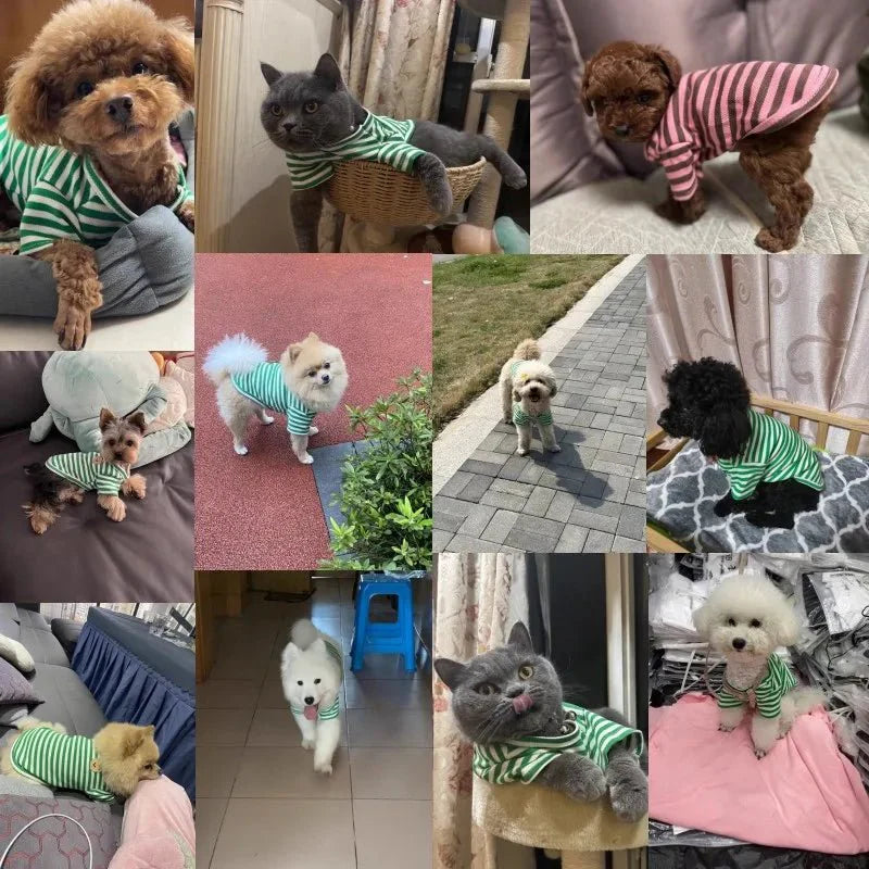 Bear Print Summer Dog Shirt