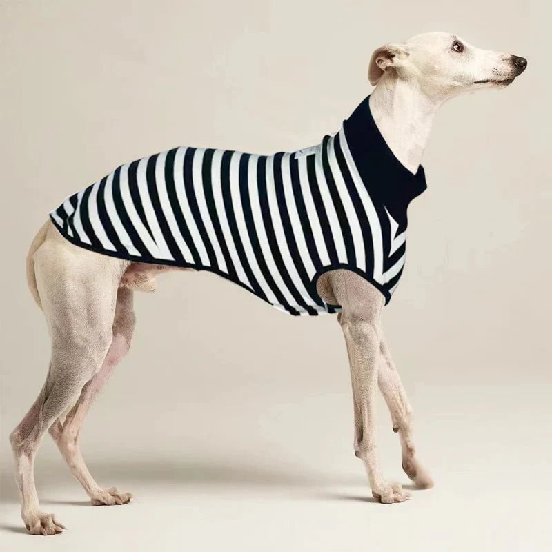 Italian Greyhound Striped Shirt