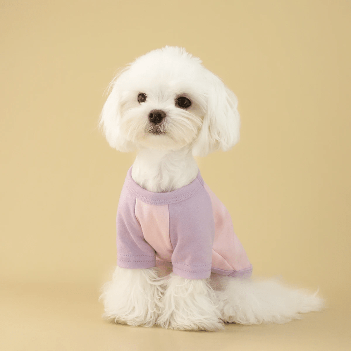 Multicolored Dog Shirt