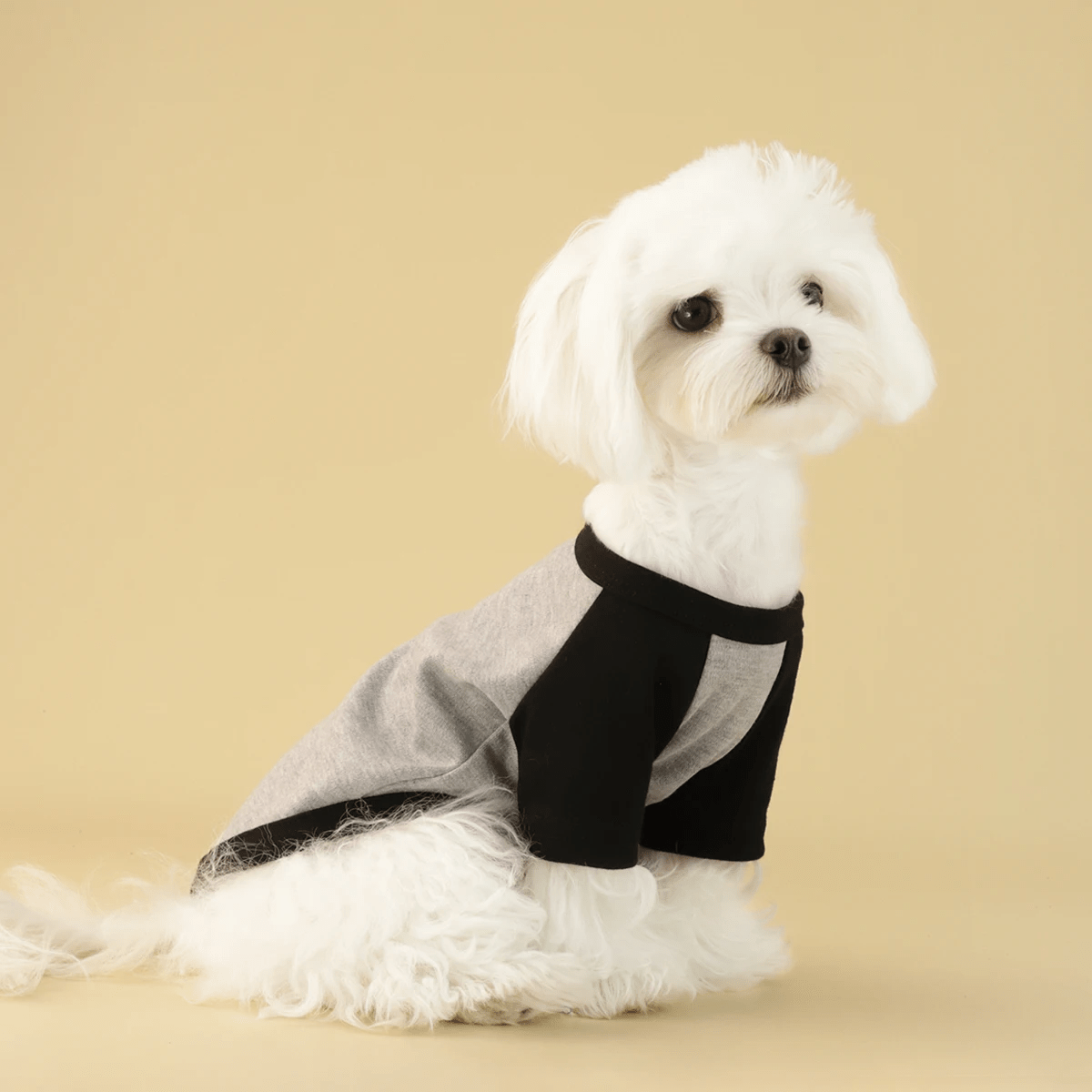 Multicolored Dog Shirt