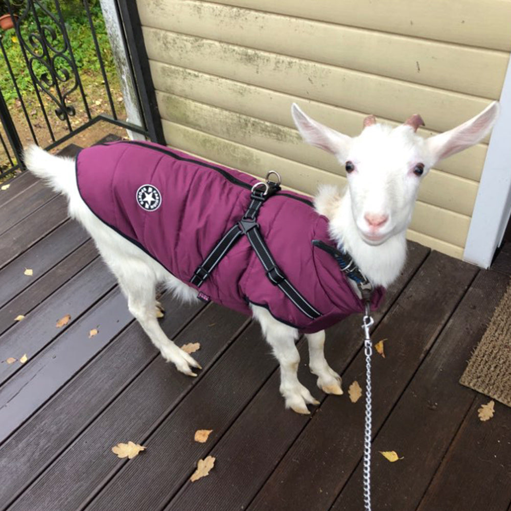 PawShield™ Winter Coat
