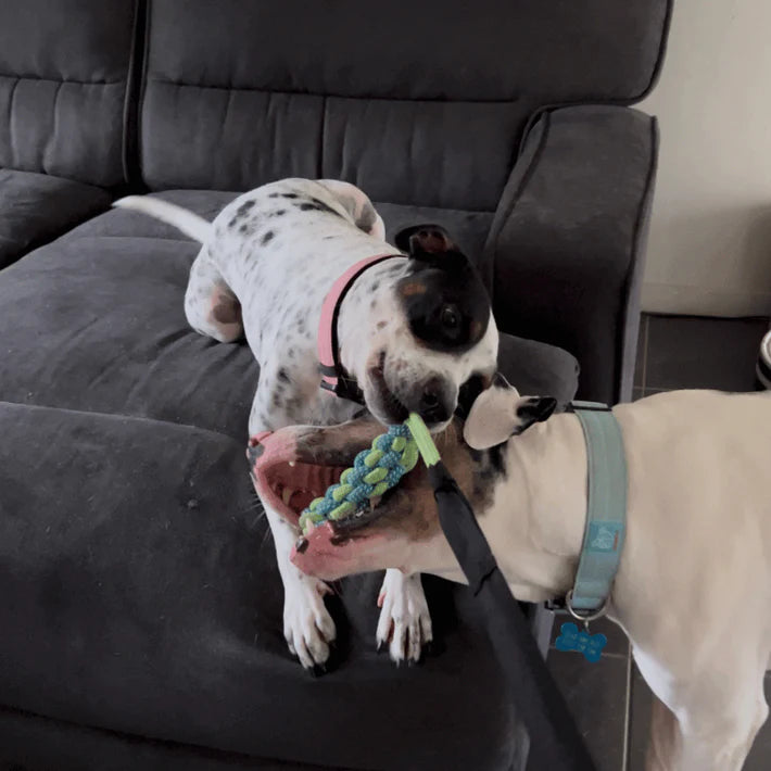 DogJoy Trio ™ Bungee Tug