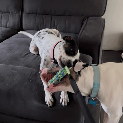 DogJoy Trio ™ Bungee Tug