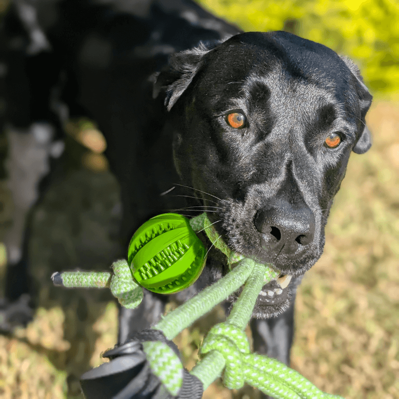 DogJoy Trio ™ Bungee Tug
