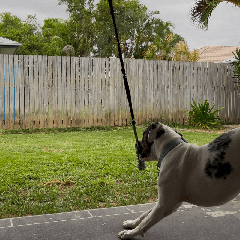 DogJoy Trio ™ Bungee Tug
