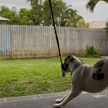 DogJoy Trio ™ Bungee Tug