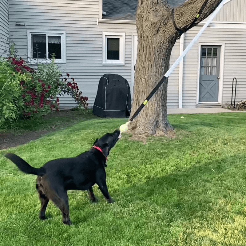 DogJoy Trio ™ Bungee Tug