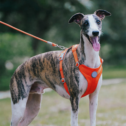 Complete Control Comfortable No-Pull Dog Harness and Leash