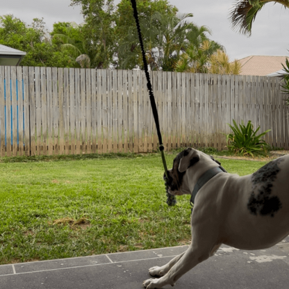 DogJoy Trio ™ Bungee Tug
