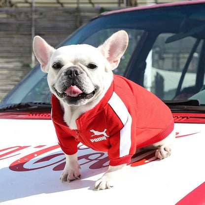 Stylish Baseball Dog Jacket for Winter Wear